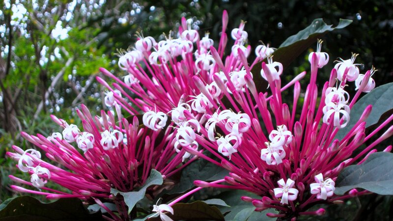 Pink and White Flowers — Natural, Afternoon