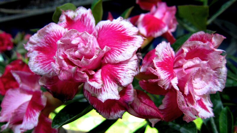 Pink and White Flowers — Natural, Photograph