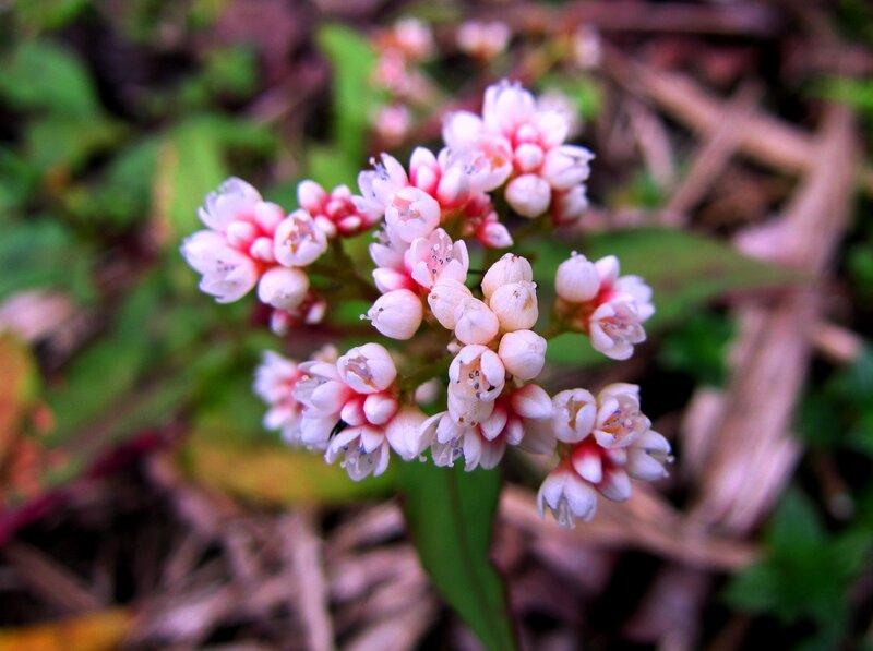 Pink and White Flowers — Natural, Spring