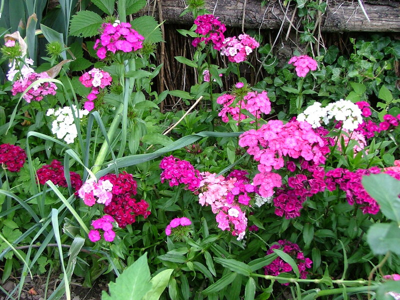 Pink and White Flowers — Natural, Summer