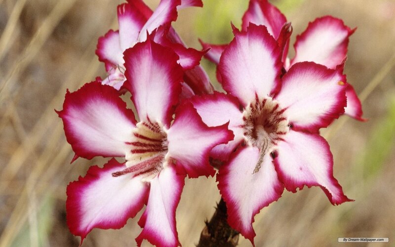Pink and White Flowers — Natural
