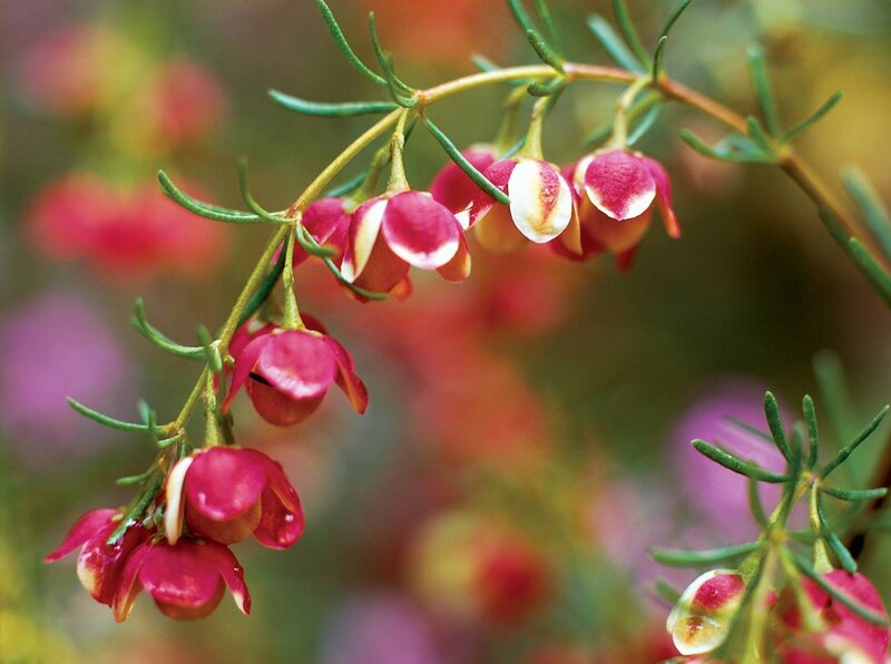 Pink and white flowers on a branch