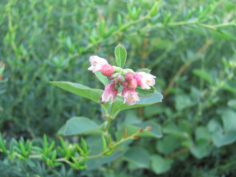 pink and white flowers on green bush