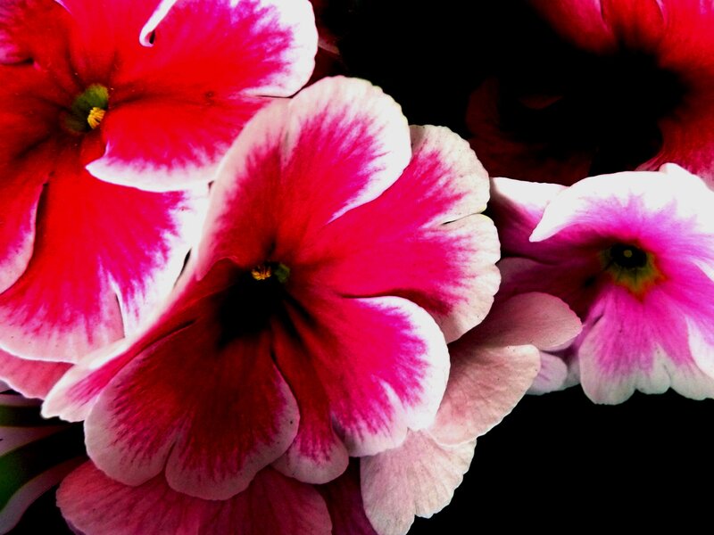 Pink and White Flowers — Red
