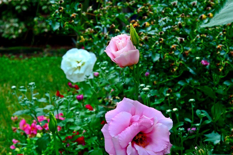 Pink and White Flowers — Serene, Afternoon, Photograph, Bushes