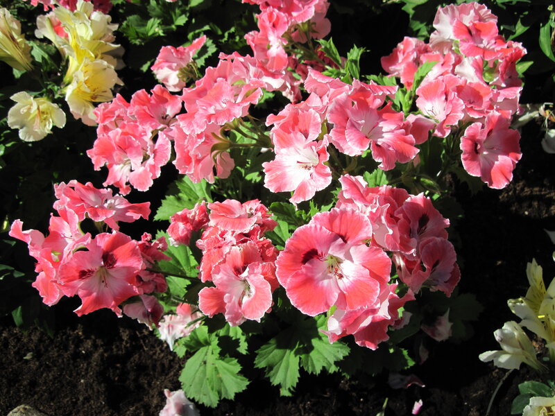 Pink and White Flowers — Serene, Afternoon, Photograph, Green Leaves