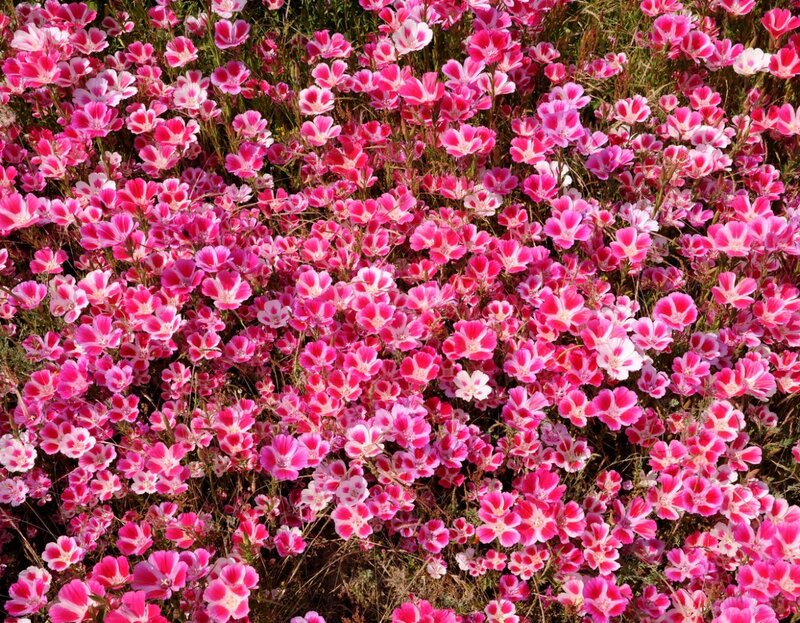 Pink and White Flowers — Serene, Afternoon