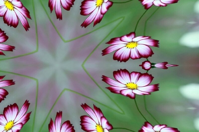Pink and White Flowers — Serene, Digital Art