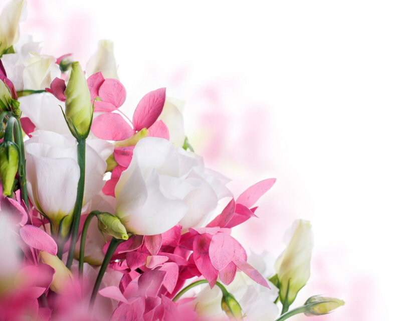 Pink and White Flowers — Serene, Photograph, Buds, Petals