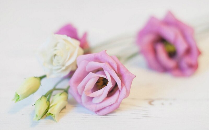 Pink and White Flowers — Serene, Photograph, Buds, Wooden Surface