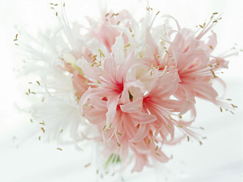 Pink and White Flowers — Serene, Photograph, Petals, Stamen