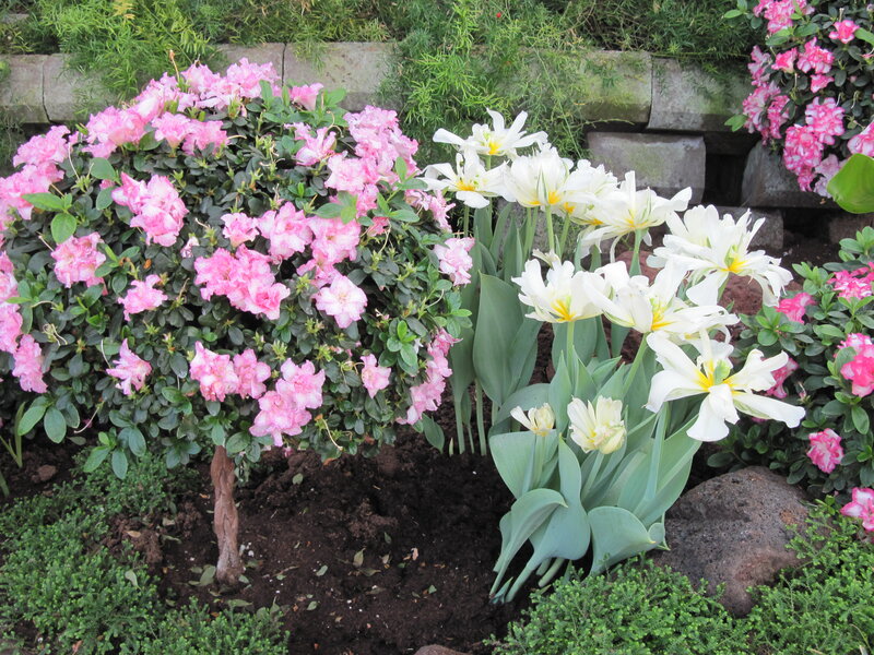 Pink and White Flowers — Serene, Spring, Photograph, Azalea