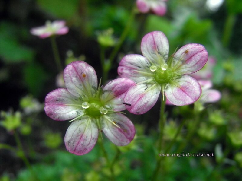 Pink and White Flowers — Serene, Spring, Photograph, Green Leaves, Stems