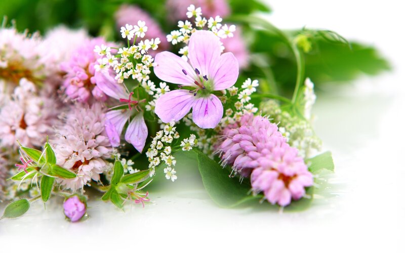 Pink and White Flowers — Serene, Spring, Photograph, Green Leaves