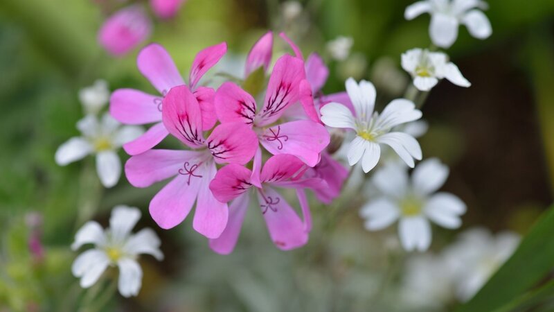 Pink and White Flowers — Serene, Spring, Photograph, Greenery