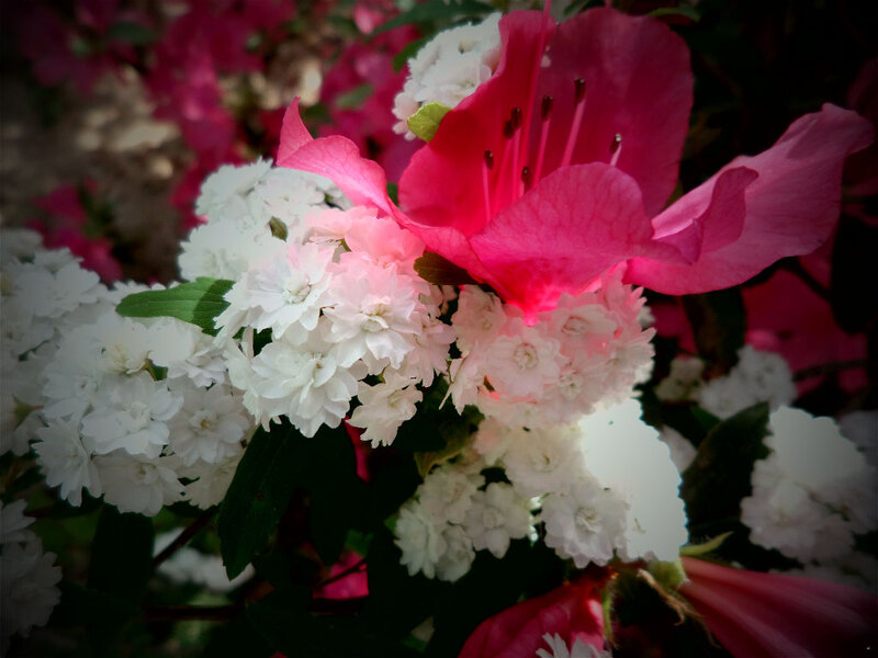 Pink and White Flowers — Serene, Spring, Photograph, Leaves, Bush