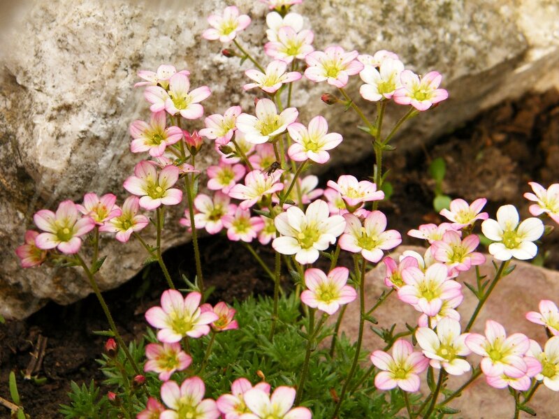 Pink and White Flowers — Serene, Spring, Photograph, Rocks