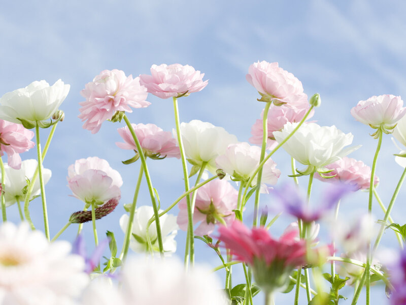 Pink and White Flowers — Serene, Spring, Photograph, Sky, Stems