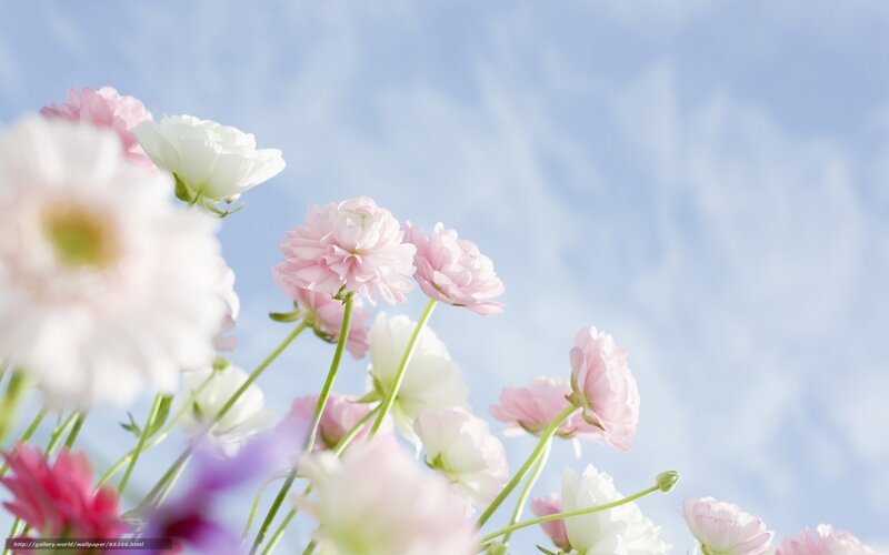 Pink and White Flowers — Serene, Spring, Photograph, Sky