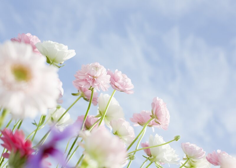 Pink and White Flowers — Serene, Spring, Photograph
