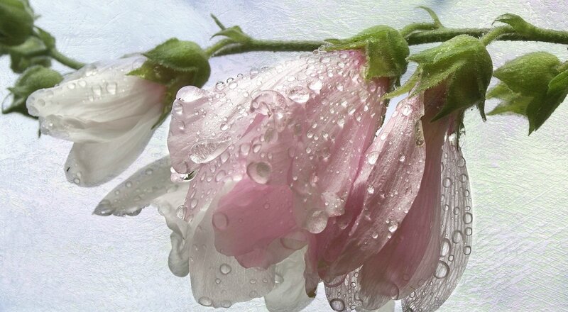Pink and White Flowers — Serene, Spring, Photograph, Water Droplets