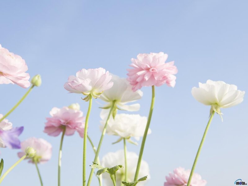 Pink and White Flowers — Serene, Spring