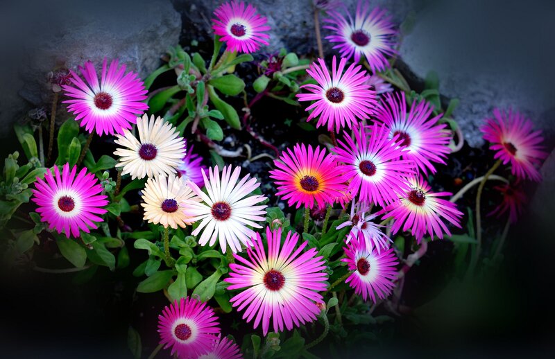 Pink and White Flowers — Vibrant, Photograph, Green Leaves