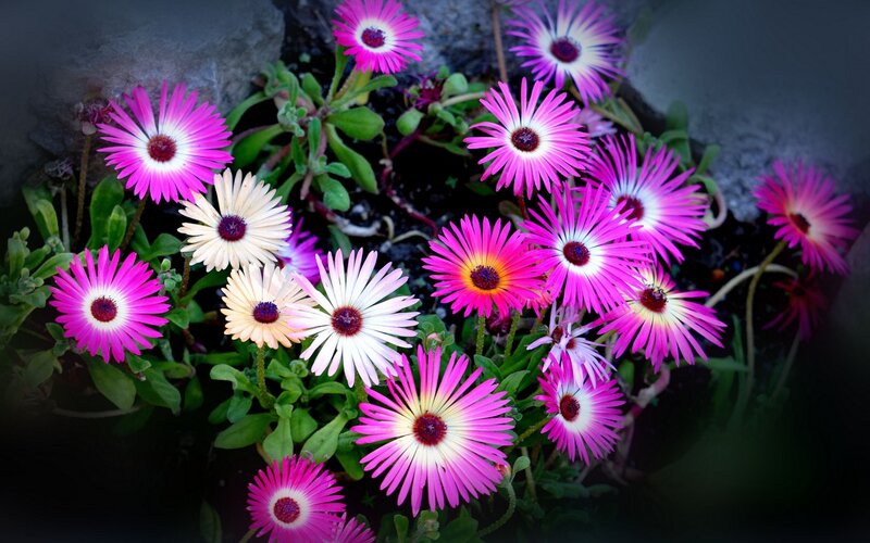 Pink and White Flowers — Vibrant, Photograph