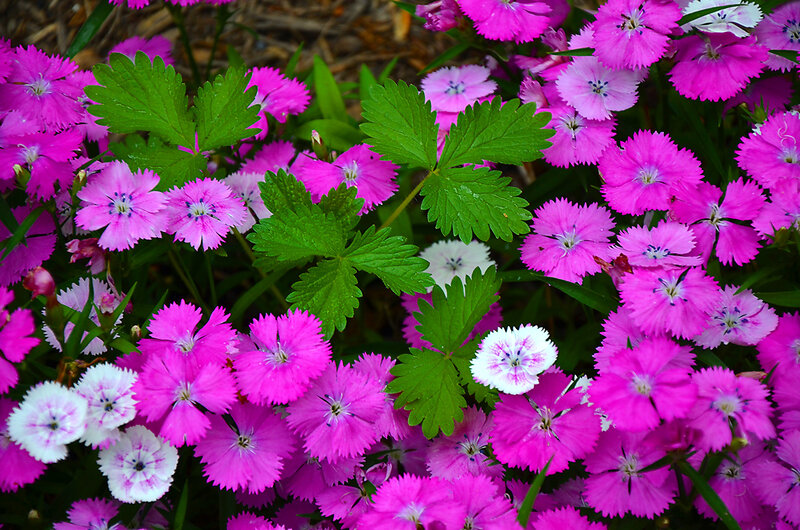 Pink and White Flowers — Vibrant, Spring, Photograph, Green Leaves