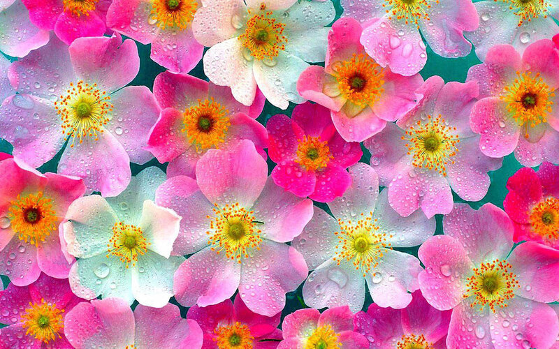 Pink and White Flowers — Vibrant, Spring, Photograph