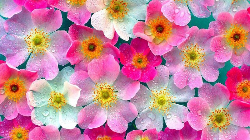 Pink and White Flowers — Vibrant, Spring, Photograph, Water Droplets