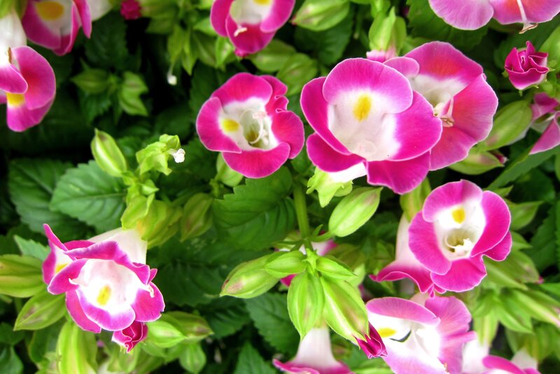 Pink and White Flowers — Vibrant, Spring