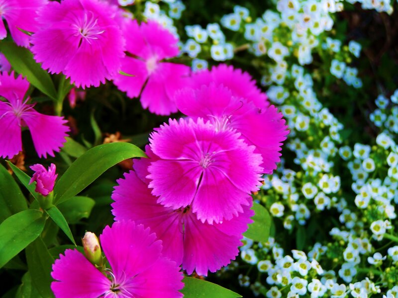 Pink and White Flowers — Vibrant