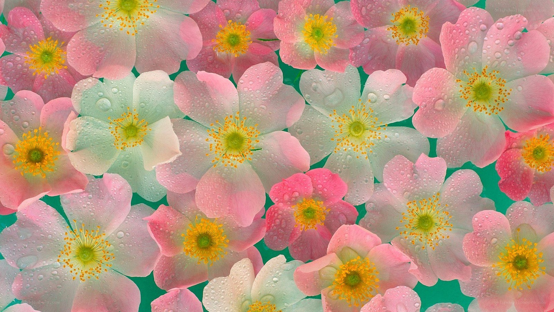 Pink and white flowers with dew