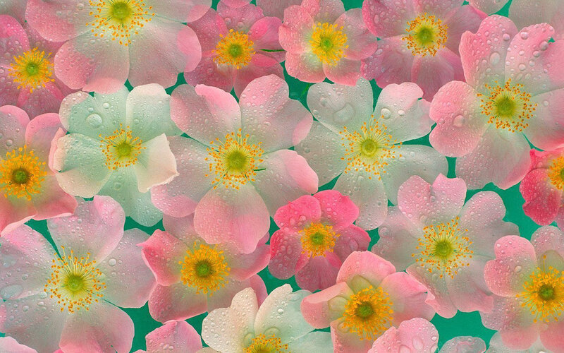 Pink and white flowers with dew