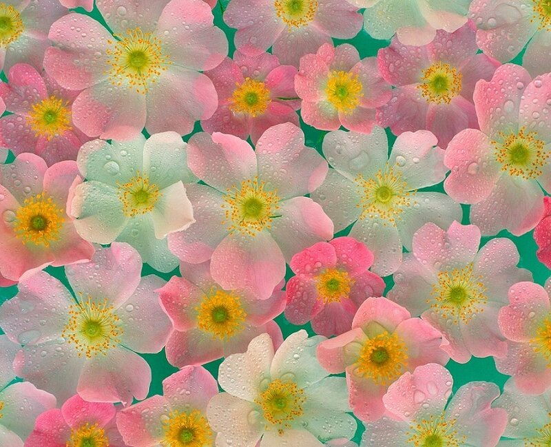 Pink and white flowers with dew