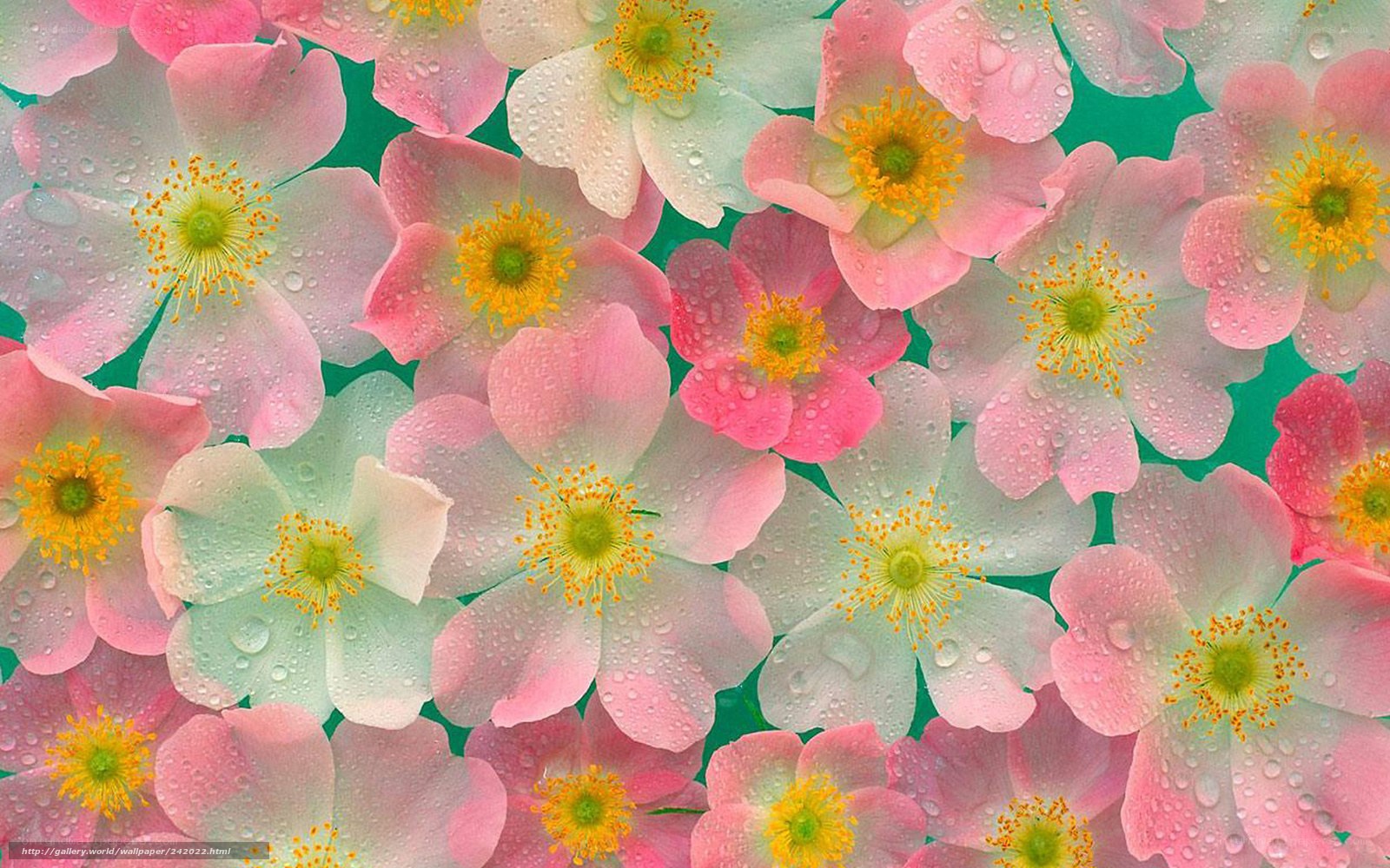Pink and white flowers with dew