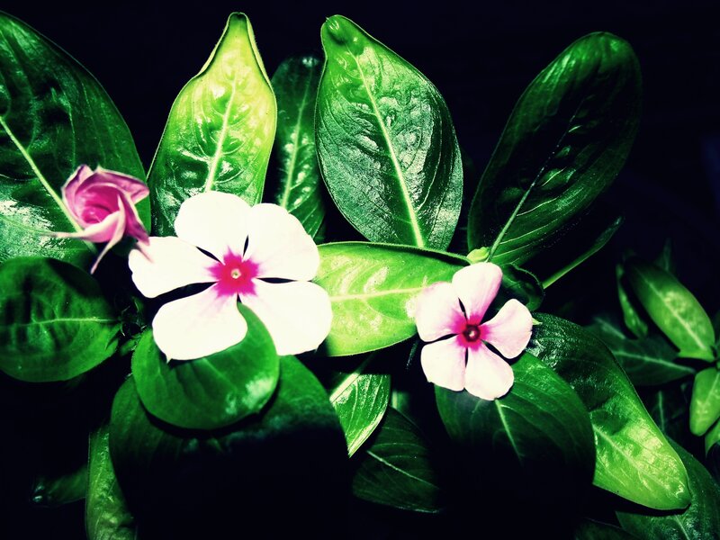 pink and white flowers with green leaves