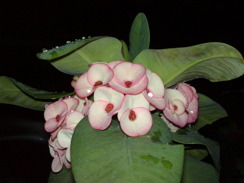 pink and white flowers with green leaves