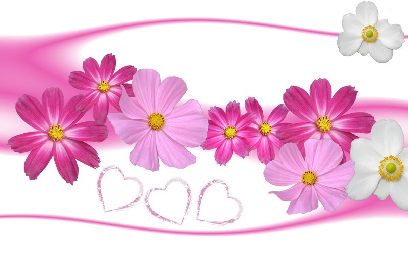 pink and white flowers with hearts