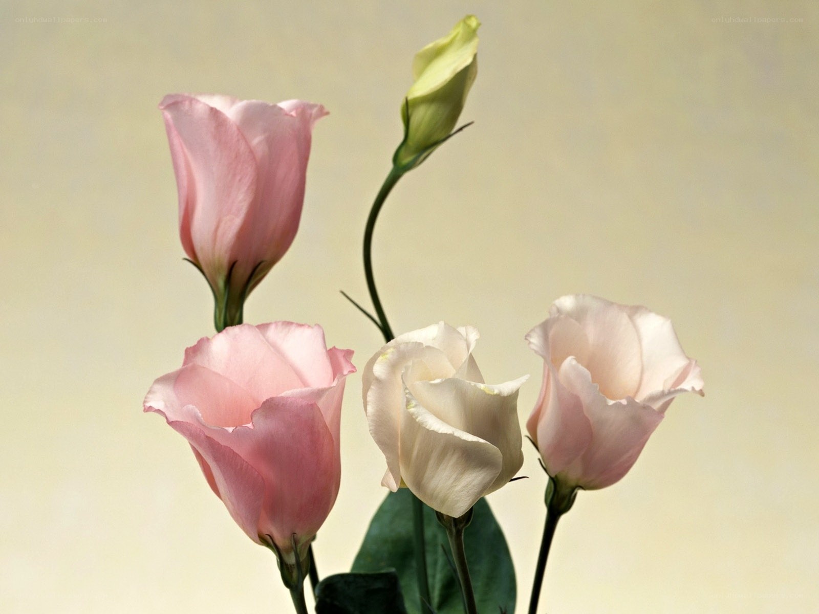Pink and white flowers