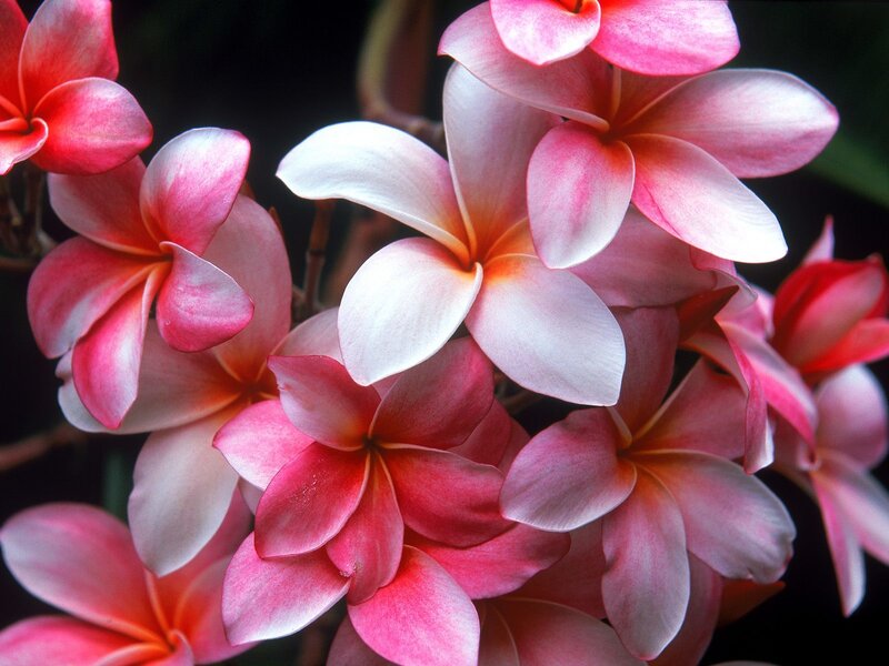 Pink and white frangipani flowers