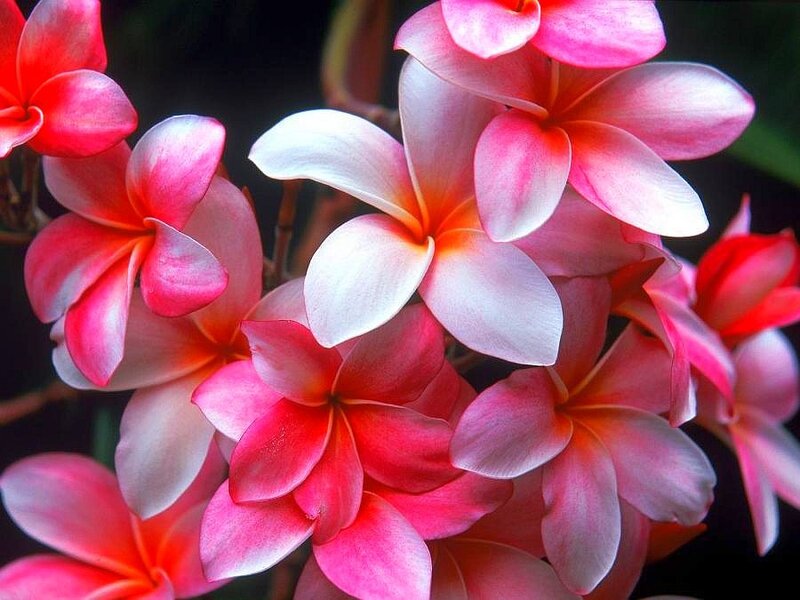 Pink and white frangipani flowers