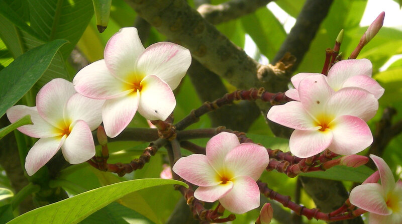 pink and white frangipani flowers