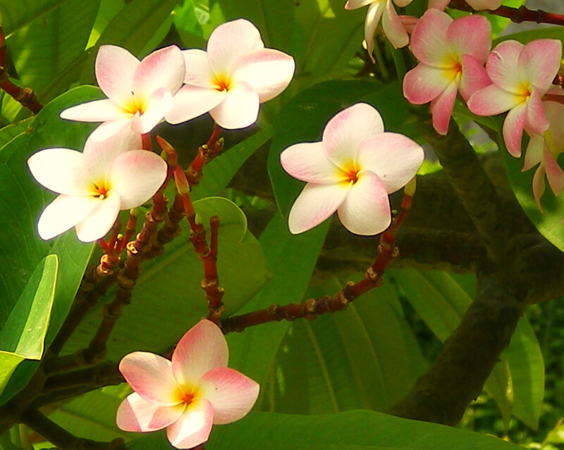 pink and white frangipani flowers