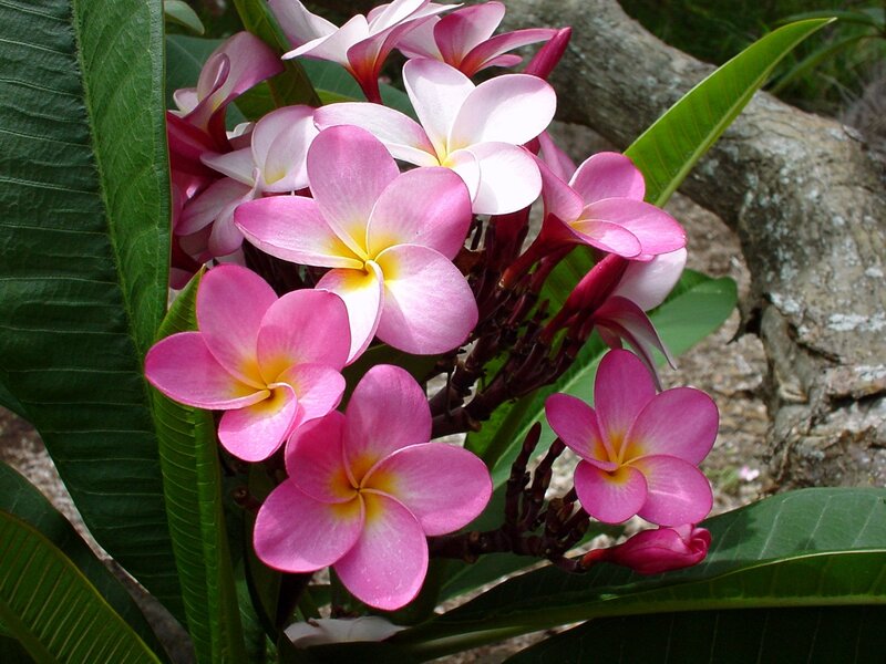 Pink and white frangipani flowers