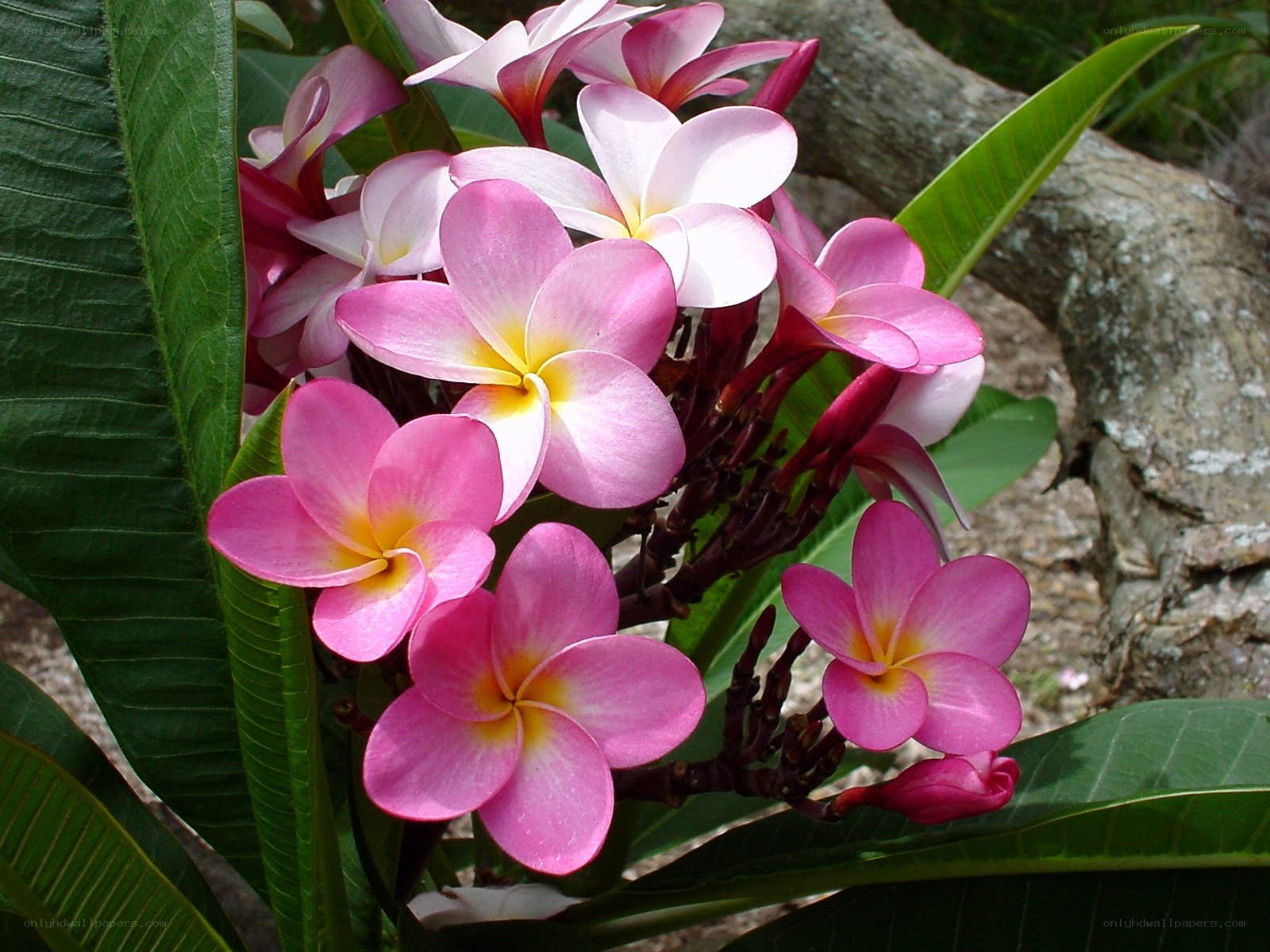 Pink and white frangipani flowers