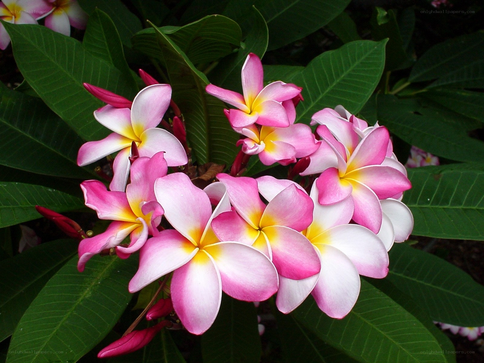 Pink and white frangipani flowers
