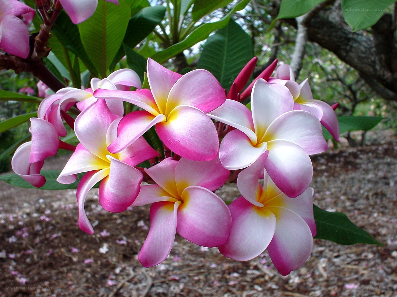 Pink and white frangipani flowers