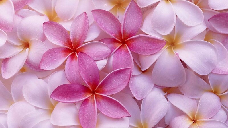 Pink and white frangipani flowers